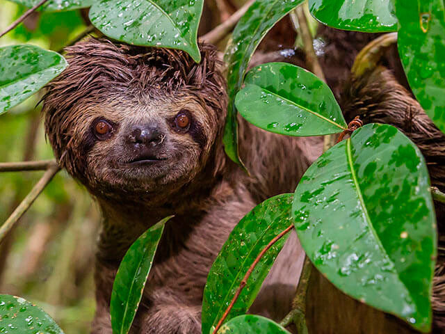 Amazonas Tour Iquitos - Amazon Jungle