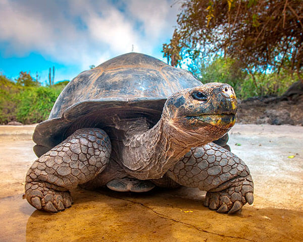 Machu Picchu + Galapagos Islands (Turtles)