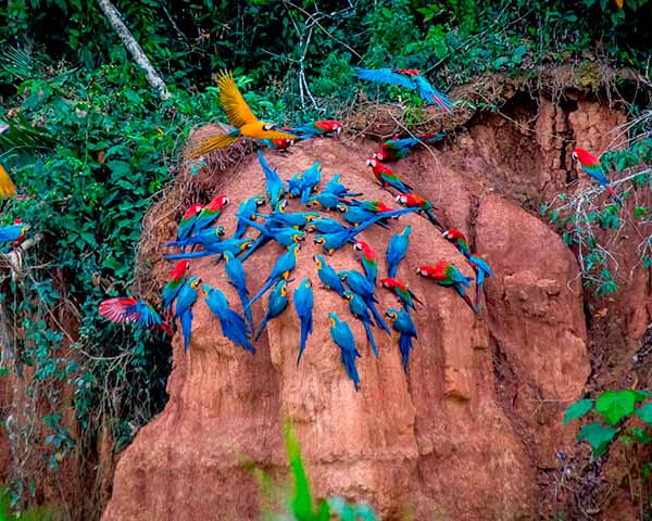 Travel to Peru: Guacamayos (Amazonas)