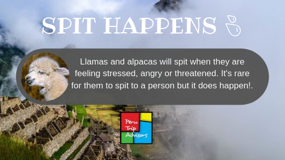 Why Do Llamas Spit? Is It Dangerous? - Utopia