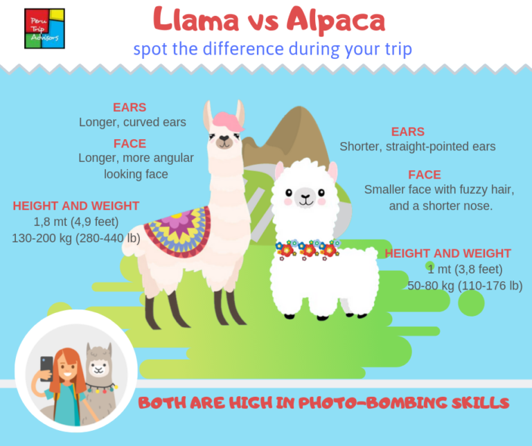 Llama vs Alpaca | Peru Trip Advisors | Peru Fun Facts