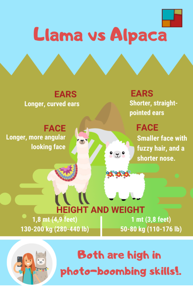 Llama vs Alpaca | Peru Trip Advisors | Peru Fun Facts